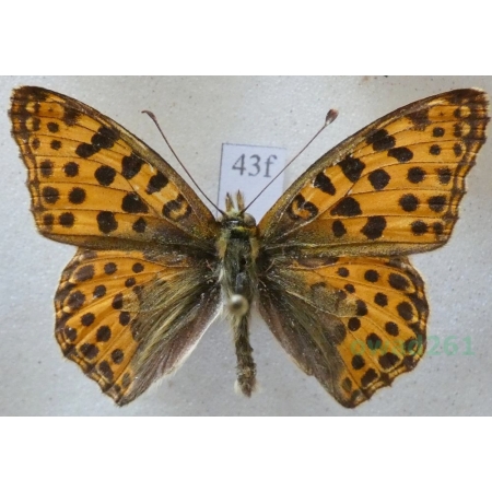 Issoria lathonia (Linnaeus, 1758) male Dostojka latonia Czech43f